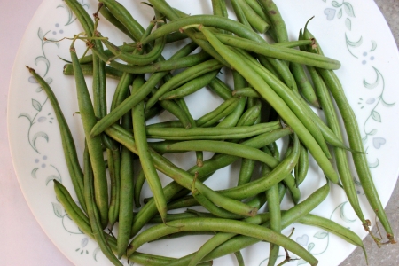 French beans, Phaseolus vulgaris, Fabaceae, pods used a vegetable, ripe seeds as pulse, rajmahの写真素材