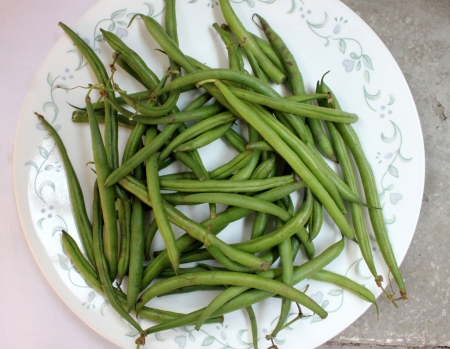 French beans, Phaseolus vulgaris, Fabaceae, pods used a vegetable, ripe seeds as pulse, rajmahの写真素材