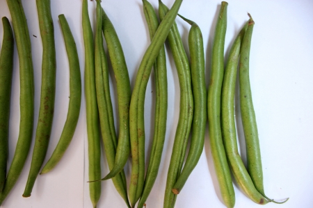 French beans, Phaseolus vulgaris, Fabaceae, pods used a vegetable, ripe seeds as pulse, rajmahの写真素材
