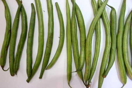 French beans, Phaseolus vulgaris, Fabaceae, pods used a vegetable, ripe seeds as pulse, rajmahの写真素材
