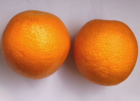 Malta, Citrus sinensis, a popular fruit grown in Foothills of NW Himalayas with globose orange fruit with orange-yellow pulp, sweet and delicious  の写真素材