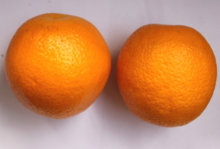 Malta, Citrus sinensis, a popular fruit grown in Foothills of NW Himalayas with globose orange fruit with orange-yellow pulp, sweet and delicious  の写真素材