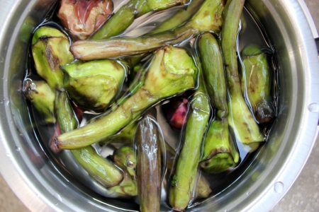 Water chest-nut, Trapa bispinosa, Trapaceae, aquatic plant with floating leaves producing 4-6 cm  long nuts with two spines  Peeled nuts are eaten raw, roasted or ground into flour to make various preparations の写真素材