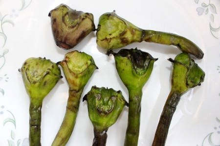 Water chest-nut, Trapa bispinosa, Trapaceae, aquatic plant with floating leaves producing 4-6 cm  long nuts with two spines  Peeled nuts are eaten raw, roasted or ground into flour to make various preparations の写真素材