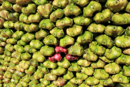 Water chest-nut, Trapa bispinosa, Trapaceae, aquatic plant with floating leaves producing 4-6 cm  long nuts with two spines  Peeled nuts are eaten raw, roasted or ground into flour to make various preparations の写真素材