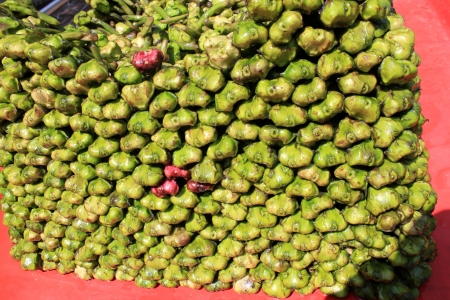 Water chest-nut, Trapa bispinosa, Trapaceae, aquatic plant with floating leaves producing 4-6 cm  long nuts with two spines  Peeled nuts are eaten raw, roasted or ground into flour to make various preparations の写真素材