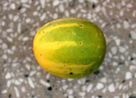 Cucumis hardwickii, Cucumis sativus var  hardwickii, a wild form of cucumber with 4-6 cm long oblong fruits, finally turning yellow and very bitter to eat, Cucurbitaceaeの写真素材