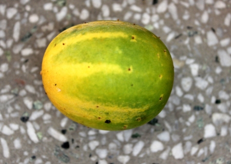 Cucumis hardwickii, Cucumis sativus var  hardwickii, a wild form of cucumber with 4-6 cm long oblong fruits, finally turning yellow and very bitter to eat, Cucurbitaceaeの写真素材