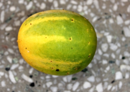 Cucumis hardwickii, Cucumis sativus var  hardwickii, a wild form of cucumber with 4-6 cm long oblong fruits, finally turning yellow and very bitter to eat, Cucurbitaceaeの写真素材