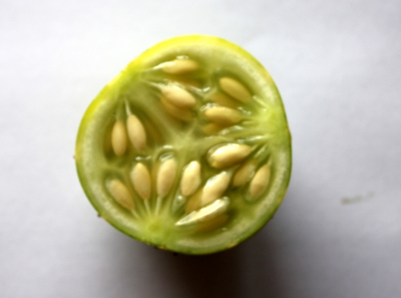 Cucumis hardwickii, Cucumis sativus var  hardwickii, a wild form of cucumber with 4-6 cm long oblong fruits, finally turning yellow and very bitter to eat, Cucurbitaceaeの写真素材