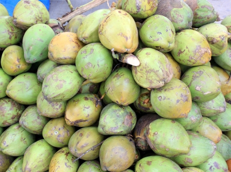 Coconut fruits, Cocos nucifera, multipurpose plant with young fruits yielding cooling drink, copra in puddings and seasoning, husk for stuffingの写真素材
