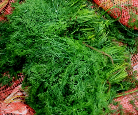Anethum graveoeloens var sowa annual herb grown in winters with dark green leaves cut into filiform segments  Used as winter vegetable and for garnishing の写真素材