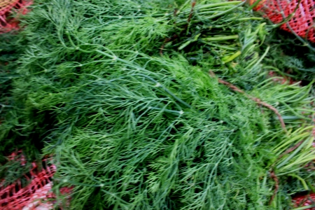 Anethum graveoeloens var sowa annual herb grown in winters with dark green leaves cut into filiform segments  Used as winter vegetable and for garnishing の写真素材