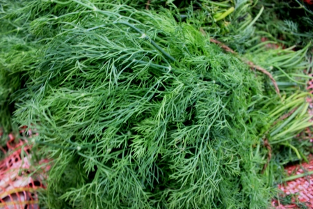 Anethum graveoeloens var sowa annual herb grown in winters with dark green leaves cut into filiform segments  Used as winter vegetable and for garnishing の写真素材