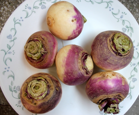 Turnip, purple top turnip, white turnip, Brassica rapa subsp  rapa, winter vegetable with tuberous globose root having white flesh  Cooked as vegetable の写真素材