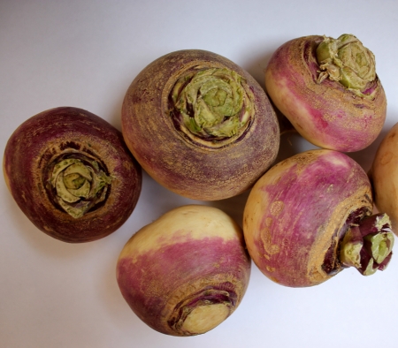 Turnip, purple top turnip, white turnip, Brassica rapa subsp  rapa, winter vegetable with tuberous globose root having white flesh  Cooked as vegetable の写真素材