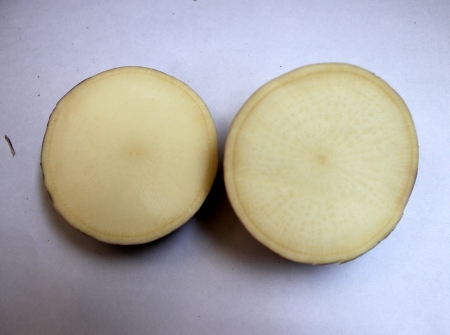 Turnip, purple top turnip, white turnip, Brassica rapa subsp  rapa, winter vegetable with tuberous globose root having white flesh  Cooked as vegetable の写真素材