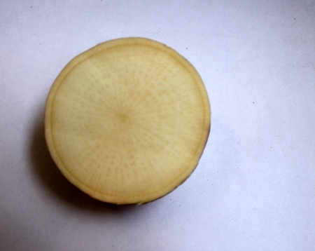 Turnip, purple top turnip, white turnip, Brassica rapa subsp  rapa, winter vegetable with tuberous globose root having white flesh  Cooked as vegetable の写真素材