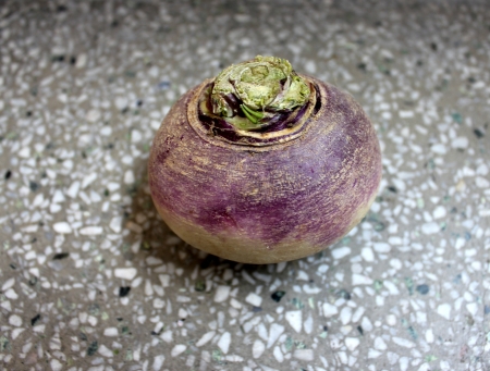 Turnip, purple top turnip, white turnip, Brassica rapa subsp  rapa, winter vegetable with tuberous globose root having white flesh  Cooked as vegetable の写真素材