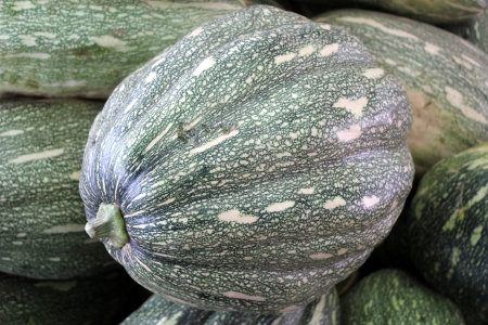 Ayote squash, kadu, Cucurbita moschata, globose to oblong fruit with tough green skin with yellowish-white spots, turning brown when mature  Flesh is initially white, turning yellow when mature  Widely used as vegetableの写真素材