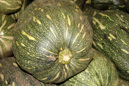 Ayote squash, kadu, Cucurbita moschata, globose to oblong fruit with tough green skin with yellowish-white spots, turning brown when mature  Flesh is initially white, turning yellow when mature  Widely used as vegetableの写真素材
