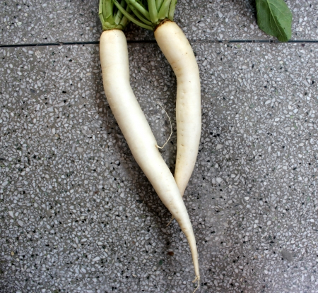 Daikon, White radish, mooli, Raphanus sativus, root vegetable with long lobed leaves and white fleshy root up to 40 cm long, used as salad, cooked as vegetable の写真素材