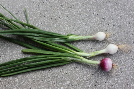 Spring onion, Allium cepa, bulbous plant with mature bulbs covered with red paper sheaths, used as vegetable and salad and in spicesの写真素材