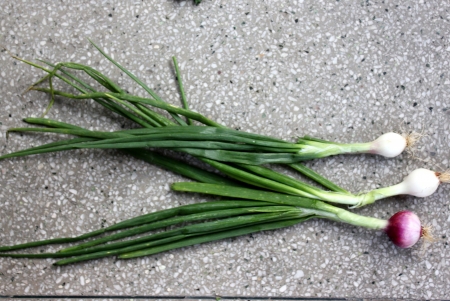 Spring onion, Allium cepa, bulbous plant with mature bulbs covered with red paper sheaths, used as vegetable and salad and in spicesの写真素材