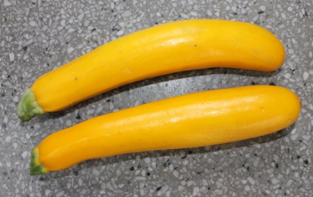 Golden zucchiniの写真素材