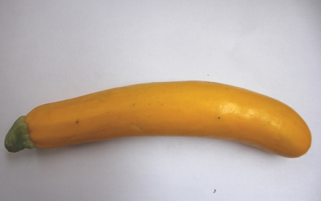 Golden zucchiniの写真素材