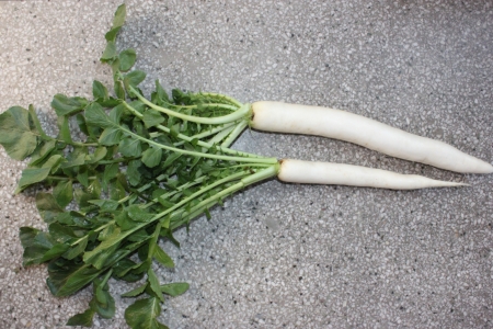 Daikon, White radishの写真素材