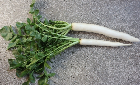 Daikon, White radishの写真素材