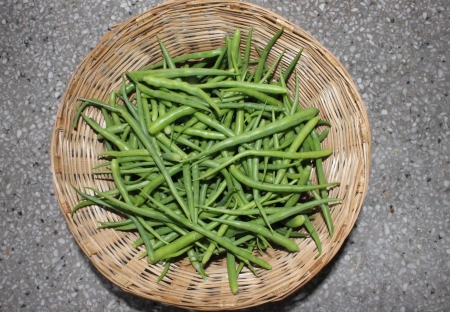 Short rat-tail radish pods, Raphanus caudatus, plant with 6-12 cm long plumpy pods, slightly constricted between seeds, with 2-5 cm long tail, used as salad and vegetable の写真素材