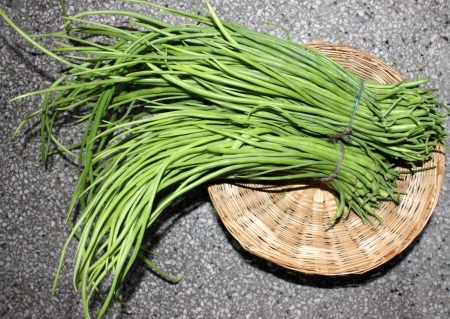 Green long rat-tail radish pods, Raphanus caudatus, vegetable crop with small root but grown for for its 30-60 cm long green pods with tail-like tip, used in salads and vegetableの写真素材