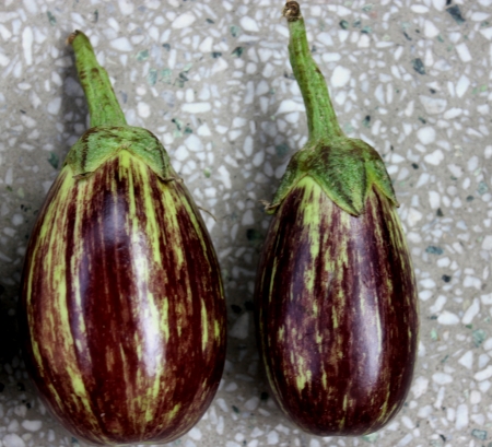 Purple variegated brinjal, Solanum melongena, hybrid cultivar with purple fruits variegated with yellowish-white, oblong up to 10 cm long fruits  Grown as vegetable の写真素材