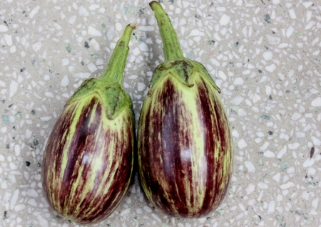 Purple variegated brinjal, Solanum melongena, hybrid cultivar with purple fruits variegated with yellowish-white, oblong up to 10 cm long fruits  Grown as vegetable の写真素材