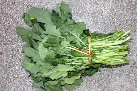 Indian Colza, yellow sarson, meethi sarson, Brassica rapa subsp  trilocularis  Cultivated herb with basal lyrate leaves and clasping stem leaves, glaucous on back, flowers yellow, pods sometimes 3-chambered  Cultivated as leaf vegetable and oil-seed cropの写真素材