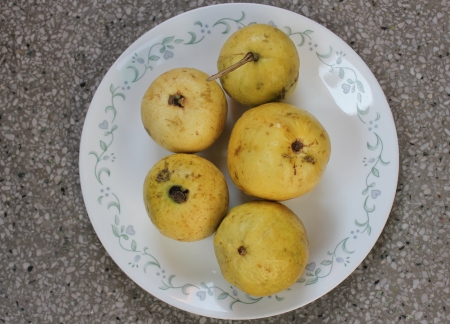 Guava, Psidium guajava, Myrtaceae, evergreen tree producing white flowers and yellowish-white fruits with soft white or red flesh and plenty of seeds  の写真素材