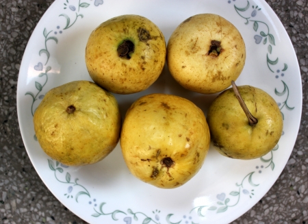 Guava, Psidium guajava, Myrtaceae, evergreen tree producing white flowers and yellowish-white fruits with soft white or red flesh and plenty of seeds  の写真素材