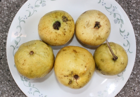 Guava, Psidium guajava, Myrtaceae, evergreen tree producing white flowers and yellowish-white fruits with soft white or red flesh and plenty of seeds  の写真素材