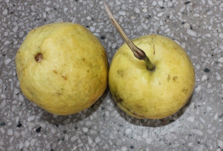 Guava, Psidium guajava, Myrtaceae, evergreen tree producing white flowers and yellowish-white fruits with soft white or red flesh and plenty of seeds  の写真素材