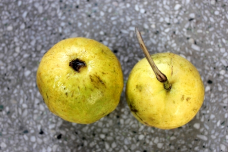 Guava, Psidium guajava, Myrtaceae, evergreen tree producing white flowers and yellowish-white fruits with soft white or red flesh and plenty of seeds  の写真素材