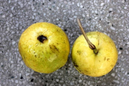 Guava, Psidium guajava, Myrtaceae, evergreen tree producing white flowers and yellowish-white fruits with soft white or red flesh and plenty of seeds  の写真素材