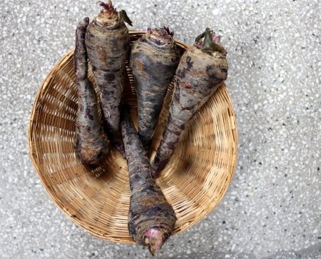 Black carrot, Daucus carota, the fleshy roots are sliced and used in preparation of cooling drink Kanji in India along with spices の写真素材
