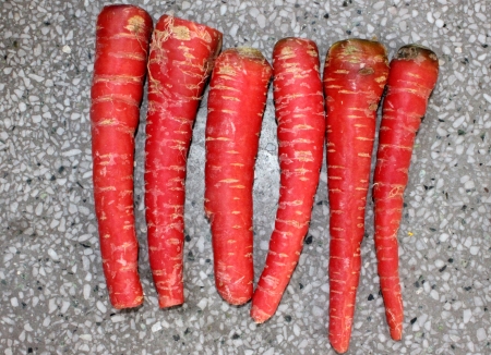 Red Carrot, Daucus carota, Gajjar in India, conical fleshy roots are rich source of beta carotenes, antioxidants and minerals Used as salad and cooked vegetable as well as sweet halwaの写真素材