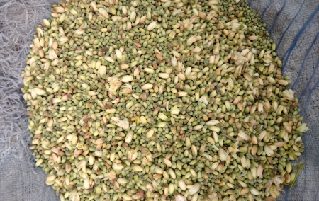 ben-oil tree flowers, Moringa oleifera, sahanjana phool, murungai, the flower buds are cooked as vegetable, pods known as drumsticks added to sambar in India の写真素材