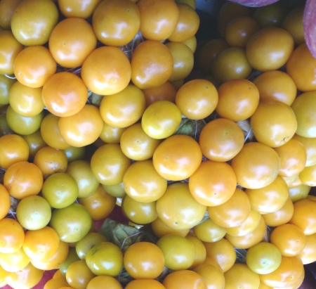 Goldenberry, gooseberry-tomato, Peruvian-groundcherry, Physalis peruviana, cultivated herb with golden yellow tomato-like fruits enclosed in inflated calyx, eaten raw   の写真素材