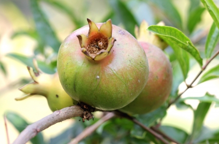 Pomegranate, Punica granatum, anar, nearly globose fruit with crown at tip, fleshy seeds are eaten raw, dried and powdered seeds as spice and condiment の写真素材