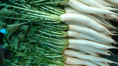 Daikon, White radish, mooli, Raphanus sativus, root vegetable with long lobed leaves and white fleshy root up to 40 cm long, used as salad, cooked as vegetable の写真素材