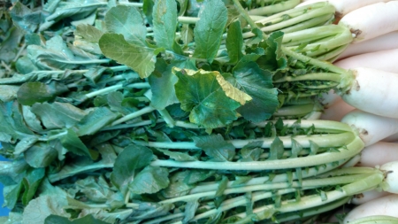 Daikon, White radish, mooli, Raphanus sativus, root vegetable with long lobed leaves and white fleshy root up to 40 cm long, used as salad, cooked as vegetable の写真素材